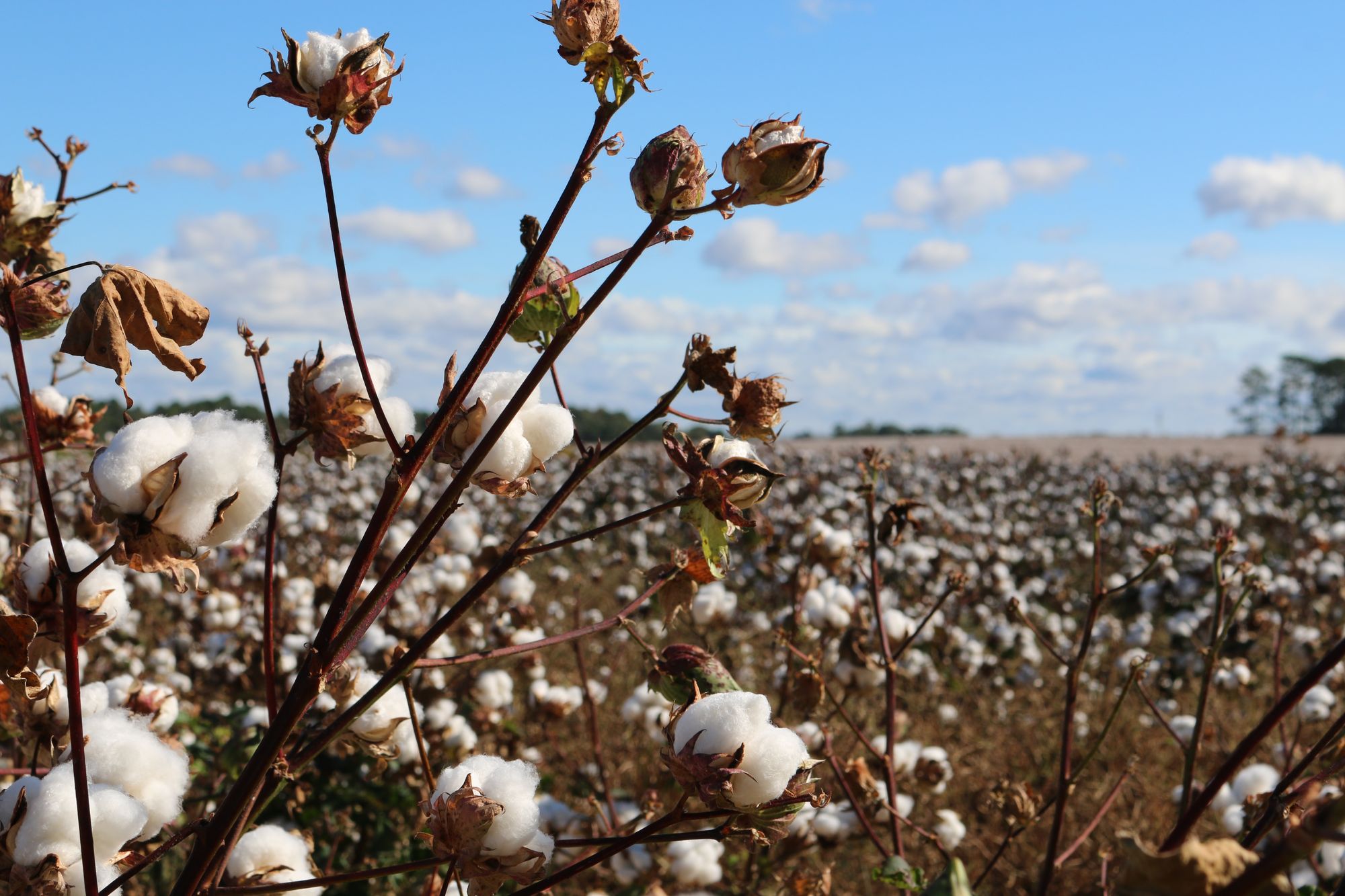 Geospatial Technology in Action: Mapping Sustainable Cotton Sourcing